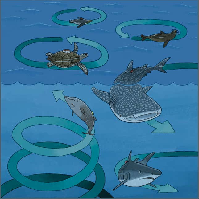 An illustration of how different marine animals circle, based on the study’s findings