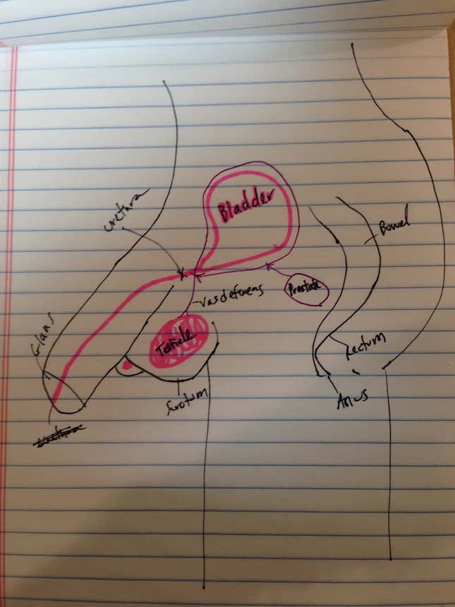 Image for article titled Can You Draw an Anatomically Correct Penis? An Experiment