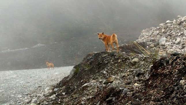 Photo of a Highland wild dog taken in 2020.