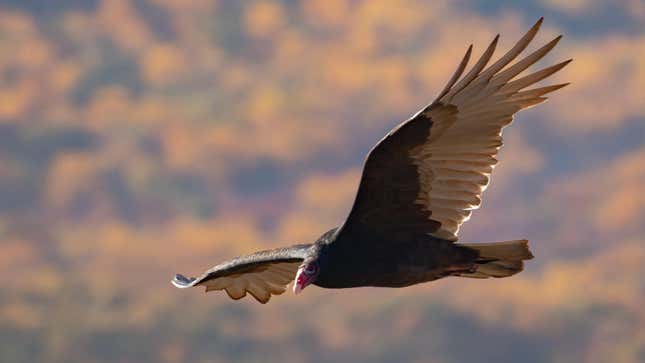 A turkey vulture in New Jersey