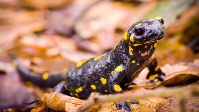 Image for article titled Salamanders Bravely Offer To Go Extinct In Place Of Better Animal