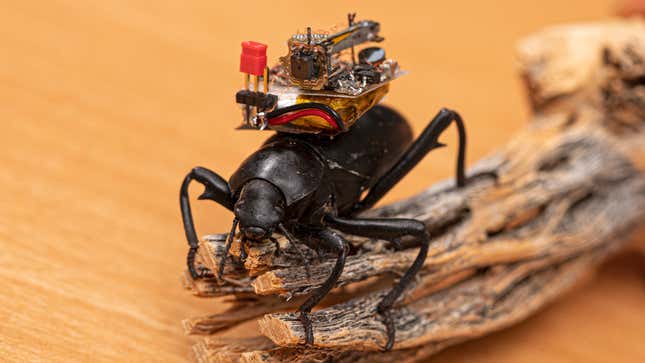 Image for article titled Researchers Created Tiny Camera Backpacks for Beetles