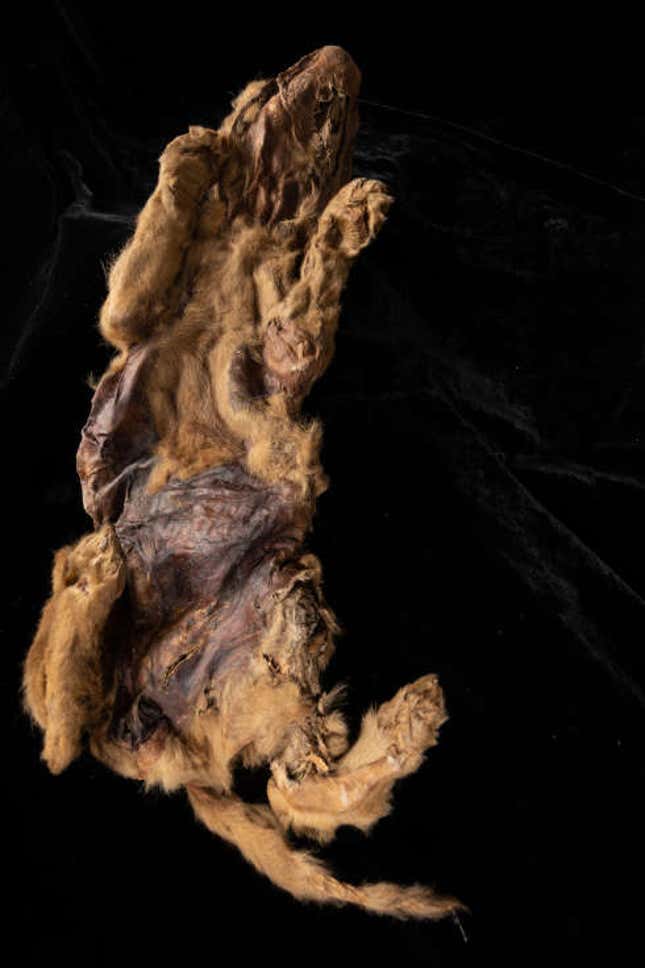 Imagen para el artículo titulado Un minero canadiense encuentra un cachorro de lobo de 57.000 años todavía cubierto de piel