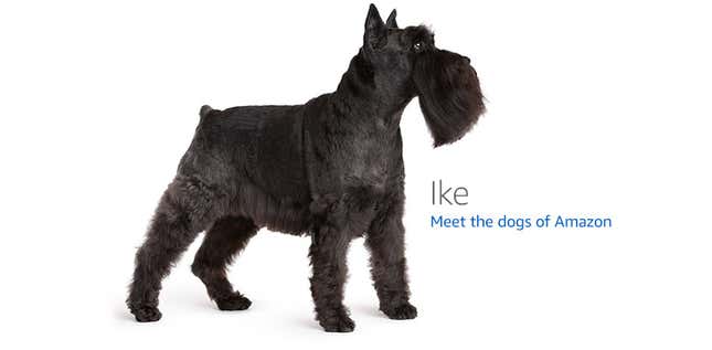 Image for article titled Amazon's Error Dogs, Ranked