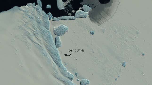 An emperor penguin colony captured via Sentinel-2 on November 3, 2019, at Cape Poinsett in Antarctica.