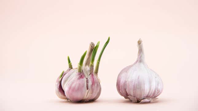 Image for article titled The Easiest Way to Keep Your Garlic From Sprouting