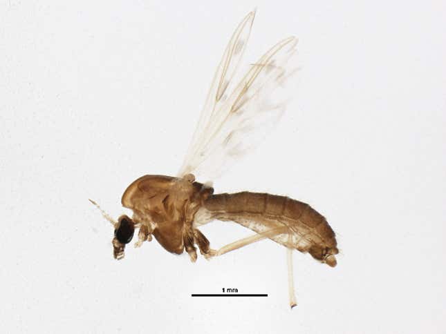 A specimen of Polypedilum nubifer, a species similar to Polypedilum vanderplanki.