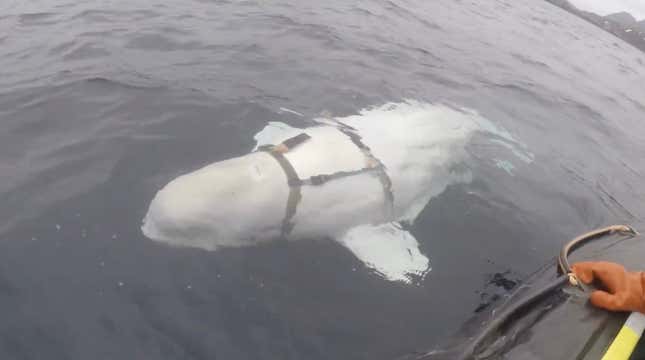 Image for article titled Norwegian Fishermen Discover Beluga Whale That Might Be Working with the Russian Navy