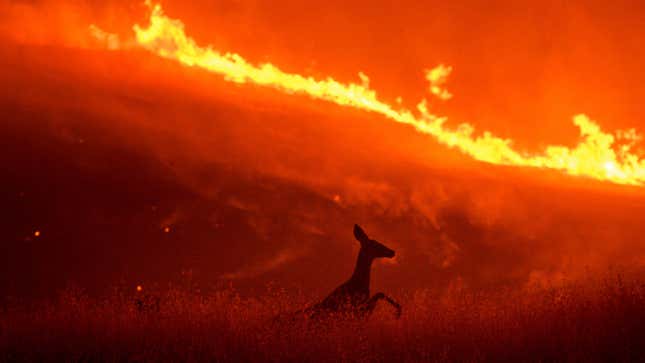 A deer flees flames as the Quail Fire burns near Winters, California on Saturday.