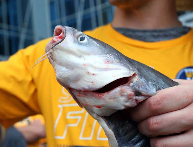 Image for article titled Dead Catfish Disgusted By Idea Of Being Handled By Predators Fan