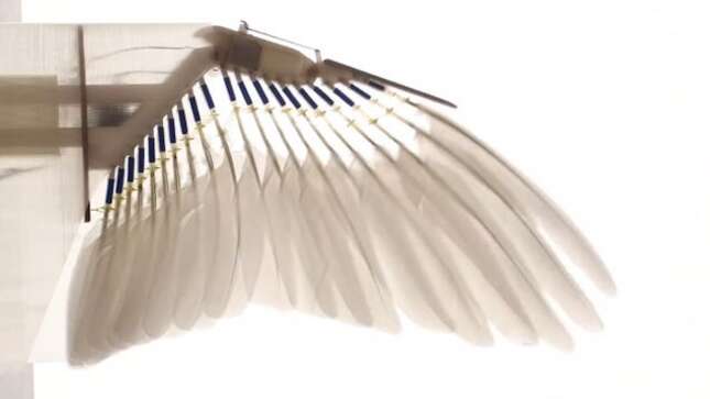 Científicos construyen un robot con plumas de paloma que vuela perfectamente