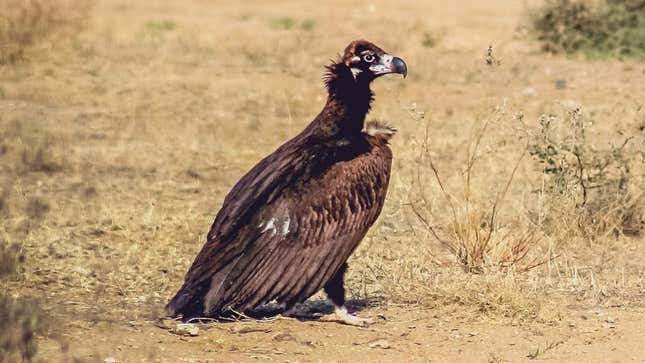 Image for article titled Vulture Feeling Nauseous After Eating Bad Rotting Deer Carcass