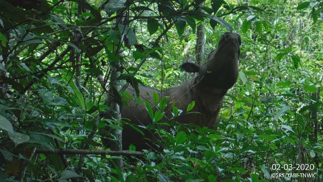 Meet Delilah, one of the last remaining Sumatran rhinos. 
