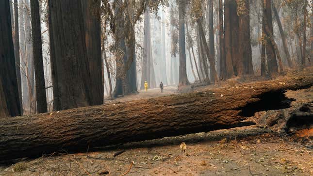 Image for article titled California’s Carbon Offset Program Is a Complete Disaster