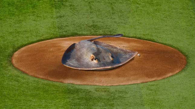 Image for article titled Tampa Bay Awards Ceremonial First Pitch Of World Series Game To Stingray That Killed Steve Irwin