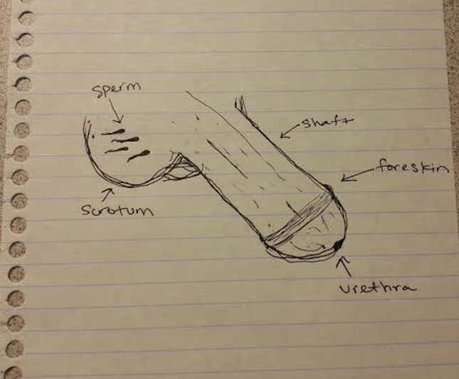Image for article titled Can You Draw an Anatomically Correct Penis? An Experiment
