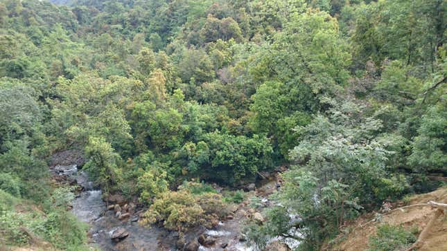 The habitat of the newly described Mount Gaoligong flying squirrel.
