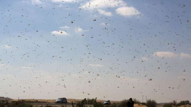 Me pica todo el cuerpo de ver esto.
Foto: Getty