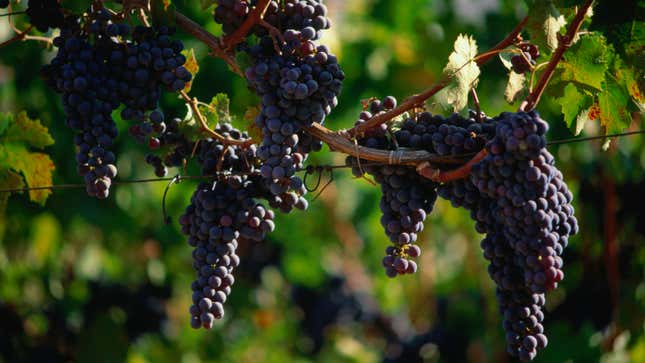 Wine grapes on a vine in Napa Valley, California