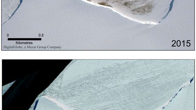 La colonia de pingüinos emperador de Halley Bay disminuyó drásticamente de 2015 a 2018. Acabó desapareciendo en 2019