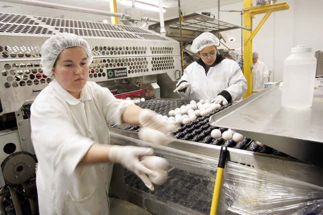 Juana Plascencia (L) and Neomi Morrales sort and remove damaged eggs after they have been pasteurized at the National Pasteurized Eggs (NPE) processing facility March 22, 2006 in Lansing, Illinois.