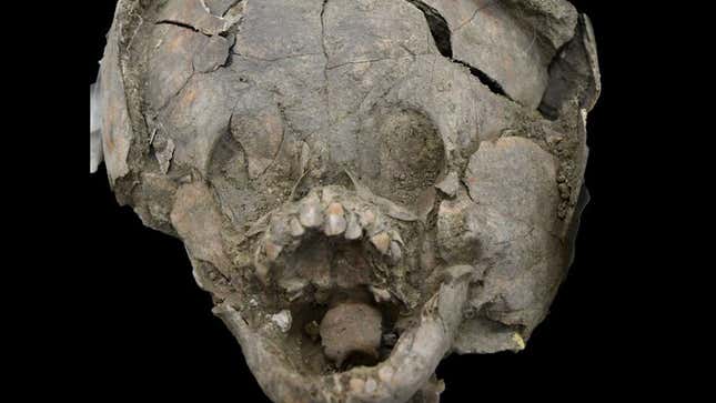 An infant skull wearing a “helmet” made from the cranium of a juvenile individual. 