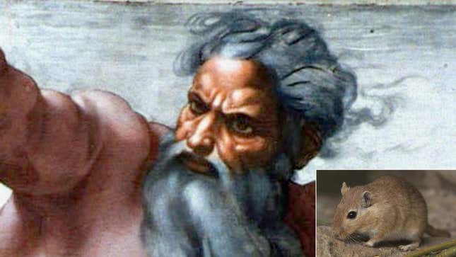 Image for article titled God Admits He Never Created Gerbils