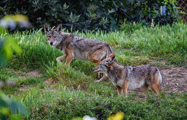 Coyotes roaming through a Los Angeles neighborhood. 