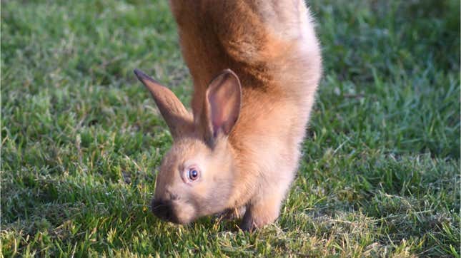 Un conejo sauteur d’Alfort caminando sobre sus patas delanteras, resultado de una mutación genética.