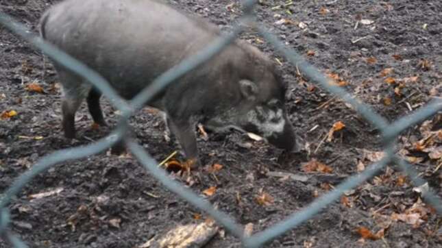 Imagen: M. Root-Bernstein et al., 2019