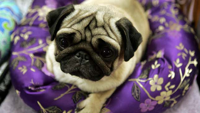 Image for article titled To Pet Owners, a Dog&#39;s Whimpering Sounds Just as Sad as an Infant&#39;s Cry