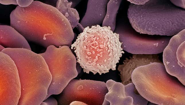 Image for article titled Hardened White Blood Cell No Longer Hesitates To Kill Viruses