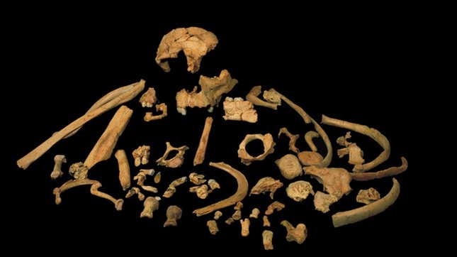 Skeletal remains of Homo antecessor.