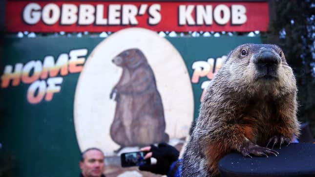 Image for article titled How to Watch Phil The Groundhog Tell Us When Our Suffering Will End