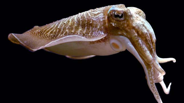 The common cuttlefish can be trained to wait significant spans of time for food.