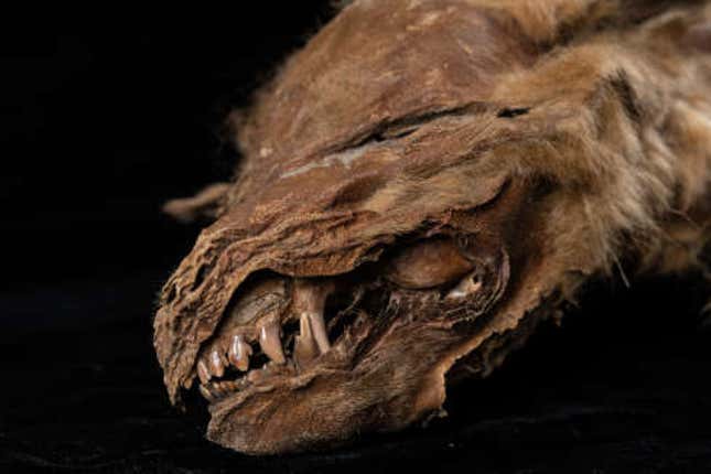 Imagen para el artículo titulado Un minero canadiense encuentra un cachorro de lobo de 57.000 años todavía cubierto de piel