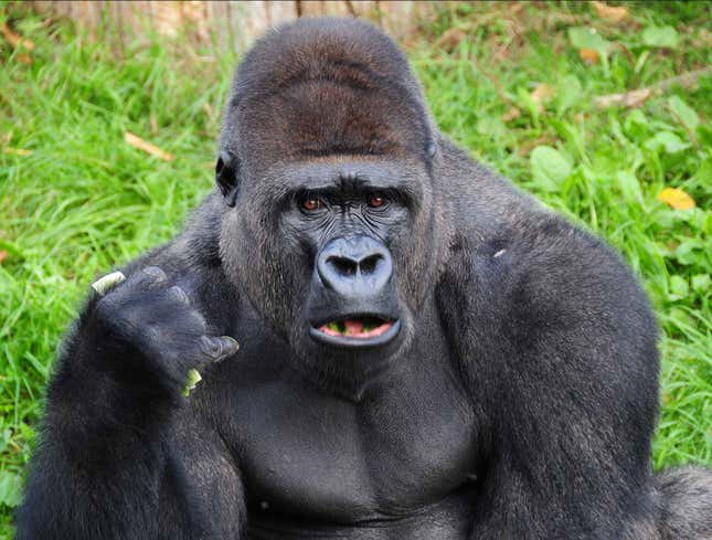 Image for article titled Gorilla Won&#39;t Stop Saying &#39;Gorilla&#39; In Sign Language