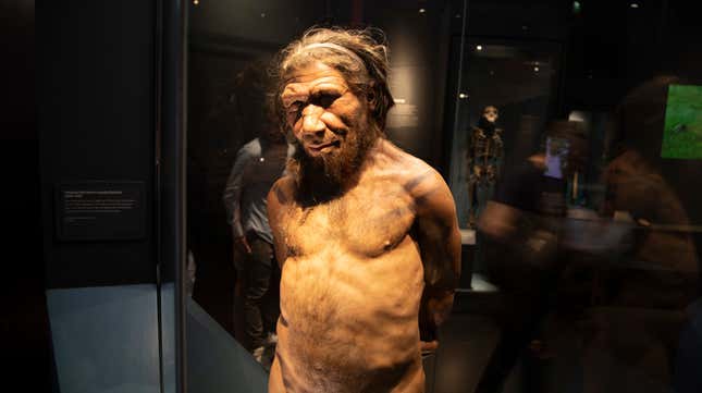 Neanderthal man at London's Natural History Museum