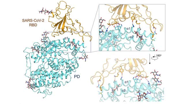 El virus SARS-CoV-2, en dorado, interactuando con parte de la proteína ACE2, en azul.