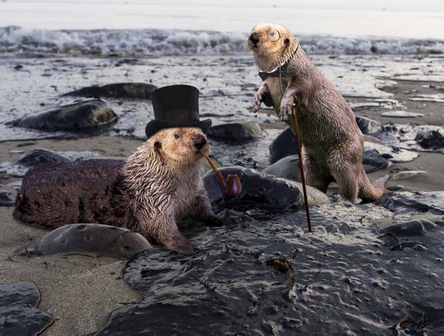 Image for article titled Industrious Otters Now Capitalizing On Oil Spills
