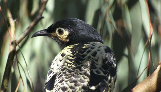 Este ave está a punto de extinguirse porque ha olvidado su canto de apareamiento
