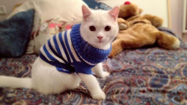 Image for article titled Dignified Cat Dressed In Adorable, Painful Sweater