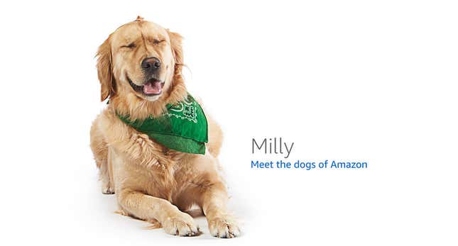 Image for article titled Amazon's Error Dogs, Ranked