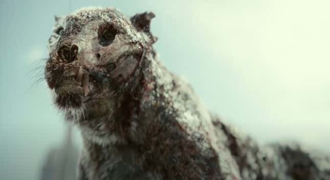 The zombie tiger, Valentine.