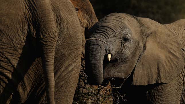 Image for article titled How Elephants May Help Africa’s Rainforests Fight Climate Change
