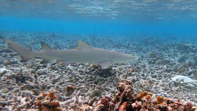 A blacktip reef shark swims over dead coral off the island of Huraa on December 12, 2019 near Male, Maldives. Some parts of the Maldives are believed to have lost up to ninety per cent of corals because of changing conditions such as rising sea water temperature.