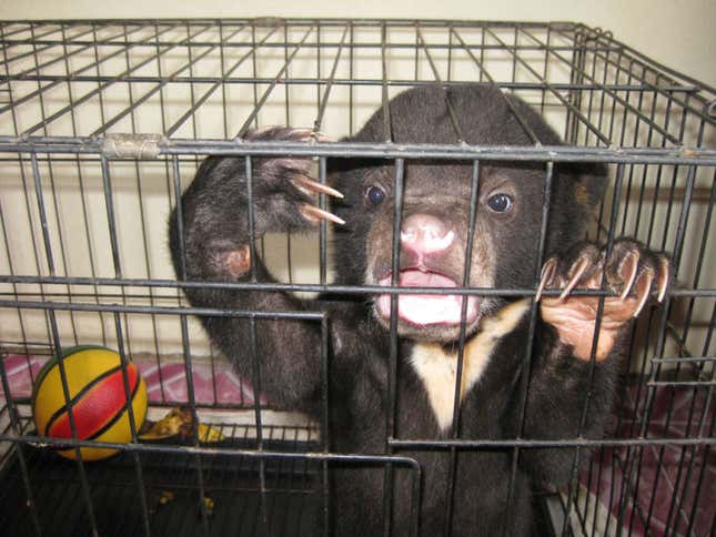 Imagen para el artículo titulado Por qué es tan grave que la OMS respalde la medicina tradicional china: las pseudoterapias que acaban con miles de animales muertos