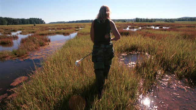 A mosquito-control expert searches a New Hampshire marsh in July 2000 for mosquitoes that could carry West Nile.