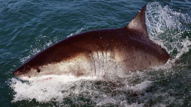 El gran tiburón blanco, un lamniforme existente, también tiene crías caníbales.