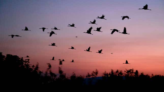 Trump Admin Clears the Way for Bird Slaughter